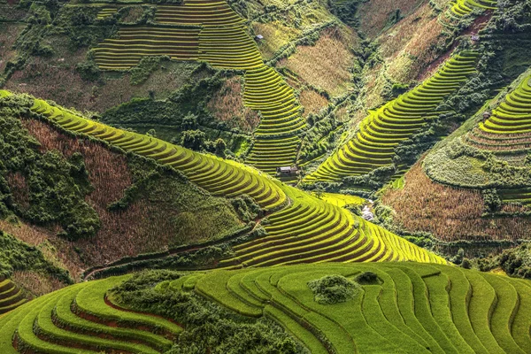 Risfälten Radhus Cang Chai Yenbai Vietnam — Stockfoto