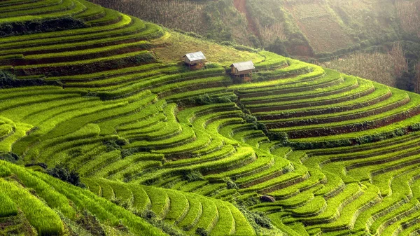 Campos Arroz Terraço Cang Chai Yenbai Vietnã — Fotografia de Stock