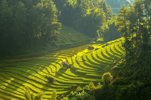 Üstten Görünüm pirinç Mu Cang Chai bölgesinde, Yenbai Eyaleti, Kuzeybatı Vietnam alanların teraslı