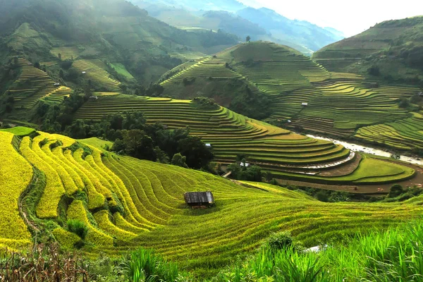 Campos Arroz Terraço Cang Chai Yenbai Vietnã — Fotografia de Stock