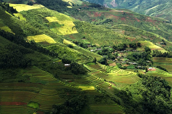 Mu Cang Chai, Yenbai, Vietnam pirinç tarlaları teraslı.