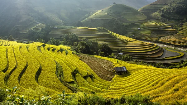 Rijstvelden Terrassen Van Cang Chai Yenbai Vietnam Rijstvelden Bereiden Oogst — Stockfoto