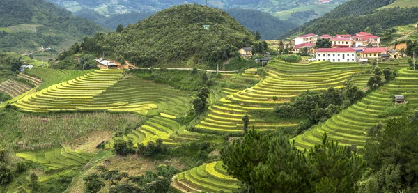 Vackert Landskap Ris Terrasser Yenbai Vietnam Stockfoto