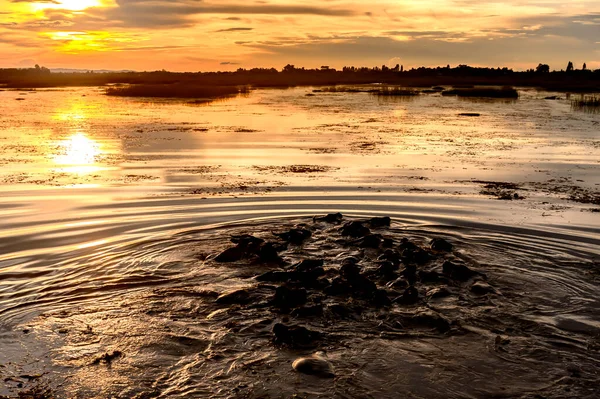 Sakon Nakhon vilayetindeki köylülerin Nong Han Gölü 'nde yetiştirmek için getirdiği bir bufalo sürüsü..