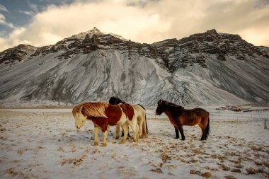 A herd of free-roaming Icelandic horses in the wintertime. clipart