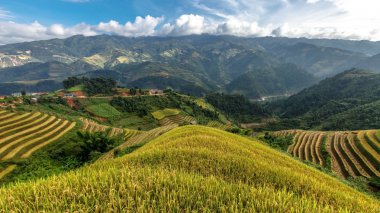 Pirinç tarlaları üzerinde Mu Cang Chai, Yenbai, Vietnam Teras. Kuzey Vietnam, hasat pirinç tarlaları hazırlamak