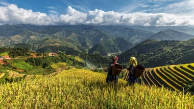 Pirinç tarlaları üzerinde Mu Cang Chai, Yenbai, Vietnam Teras. Kuzey Vietnam, hasat pirinç tarlaları hazırlamak