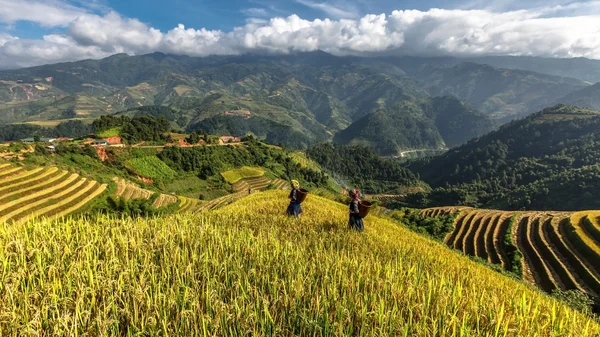 Pirinç tarlaları üzerinde Mu Cang Chai, Yenbai, Vietnam Teras. Kuzey Vietnam, hasat pirinç tarlaları hazırlamak