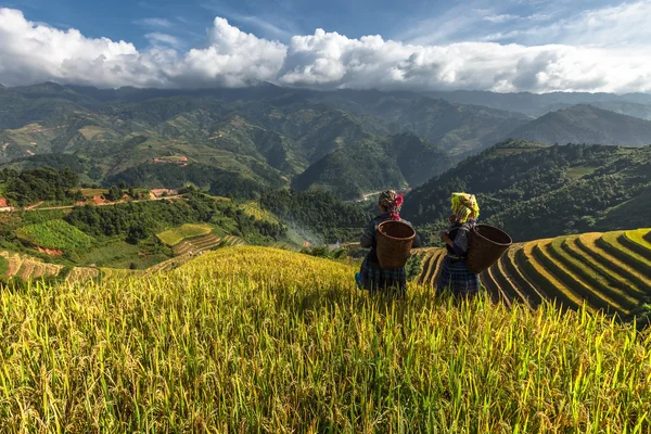 Pirinç tarlaları üzerinde Mu Cang Chai, Yenbai, Vietnam Teras. Kuzey Vietnam, hasat pirinç tarlaları hazırlamak