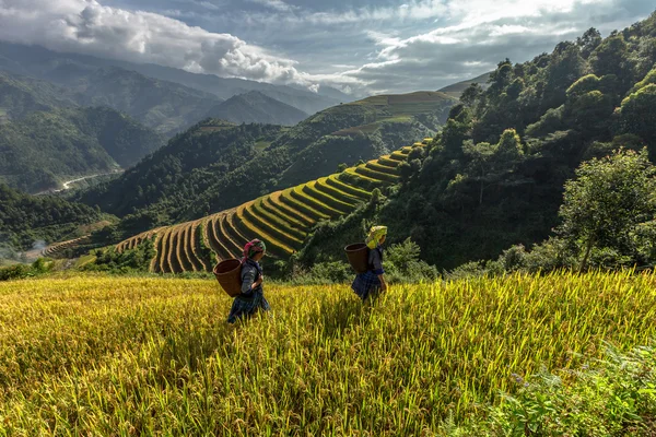Pirinç tarlaları üzerinde Mu Cang Chai, Yenbai, Vietnam Teras. Kuzey Vietnam, hasat pirinç tarlaları hazırlamak