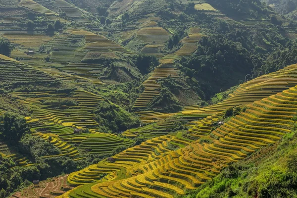 Pirinç tarlaları üzerinde Mu Cang Chai, Yenbai, Vietnam Teras. Kuzey Vietnam, hasat pirinç tarlaları hazırlamak