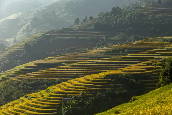 Hermosas terrazas de arroz, sudeste asiático —  Fotos de Stock