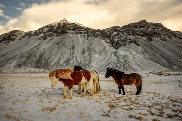 Una manada de caballos islandeses en itinerancia libre en invierno . Fotos de stock libres de derechos