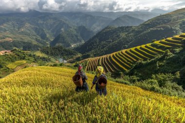 Pirinç tarlaları üzerinde Mu Cang Chai, Yenbai, Vietnam Teras. Kuzey Vietnam, hasat pirinç tarlaları hazırlamak