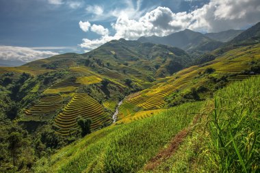 Pirinç tarlaları üzerinde Mu Cang Chai, Yenbai, Vietnam Teras. Kuzey Vietnam, hasat pirinç tarlaları hazırlamak