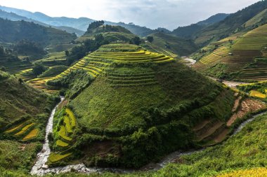 Vietnam'pirinç tarlaları teraslı