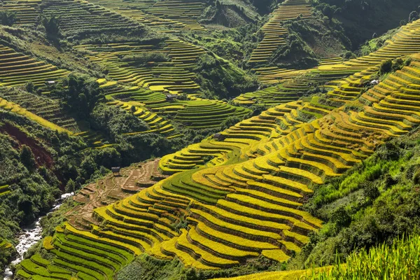 Risfälten på terrasserade av Mu Cang Chai, Yenbai, Vietnam. Risfälten förbereda skörden på nordvästra Vietnam — Stockfoto