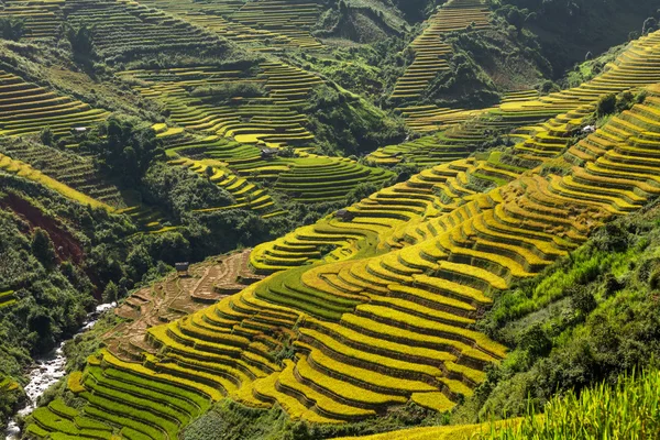 Pirinç tarlaları üzerinde Mu Cang Chai, Yenbai, Vietnam Teras. Kuzey Vietnam, hasat pirinç tarlaları hazırlamak