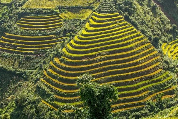 A rizsföldek teraszos a Mu Cang Chai, Yenbai, Vietnam. Rizs mezők készítse elő a betakarítás északnyugati Vietnam — Stock Fotó