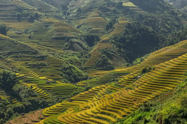 A rizsföldek teraszos a Mu Cang Chai, Yenbai, Vietnam. Rizs mezők készítse elő a betakarítás északnyugati Vietnam — Stock Fotó