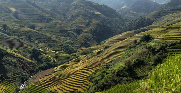 田んぼには、Mu 倉チャイ、Yenbai、ベトナムの棚田。田んぼの準備ベトナム北西部で収穫 — ストック写真