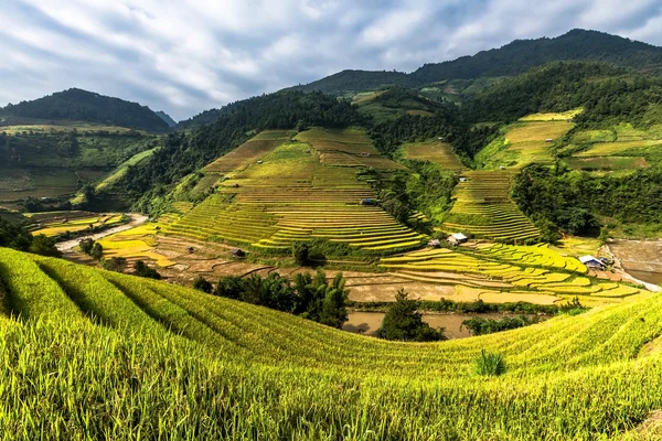Campos de arroz en terrazas de Mu Cang Chai, YenBai, Vietnam. Los campos de arroz preparan la cosecha en el noroeste de Vietnam —  Fotos de Stock
