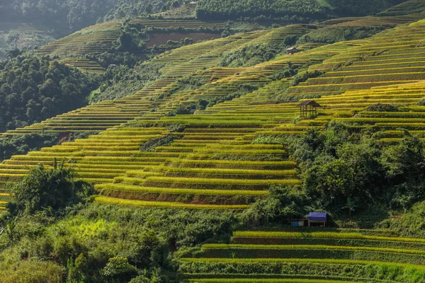 Campos de arroz en terrazas de Vietnam —  Fotos de Stock