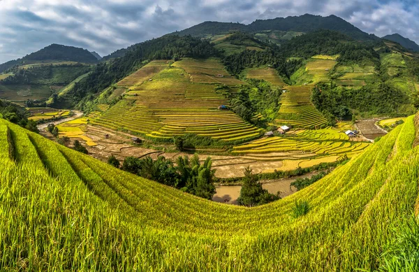 Campos de arroz em terraços do Vietnã — Fotografia de Stock