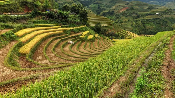 Rýžových polí na řadové z Vietnamu — Stock fotografie