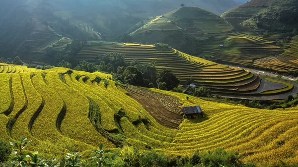 Rýžové terasy v Mu cang chai, Yenbai, Vietnam. — Stock fotografie
