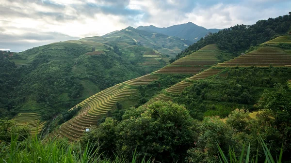 Risfälten på terrasserade av Mu Cang Chai, Yenbai, Vietnam. Risfälten förbereda skörden på nordvästra Vietnam Stockbild