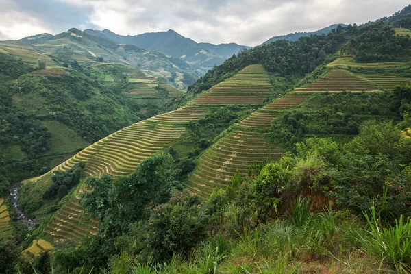 Risfälten på terrasserade av Mu Cang Chai, Yenbai, Vietnam. Risfälten förbereda skörden på nordvästra Vietnam Stockfoto