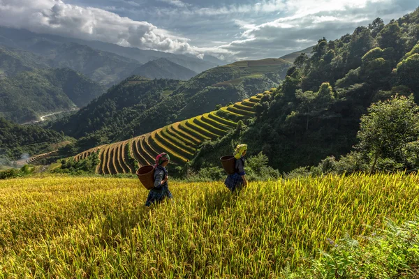 Risfälten på radhus i Vietnam Stockbild