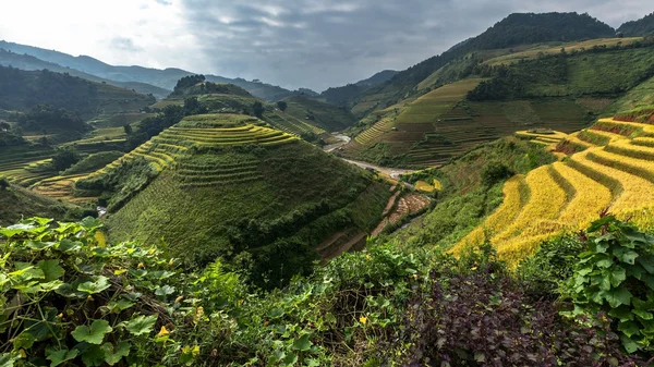 Risfälten på radhus i Vietnam Royaltyfria Stockbilder