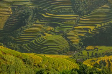 Vietnam'pirinç tarlaları teraslı