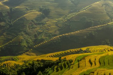Vietnam'pirinç tarlaları teraslı