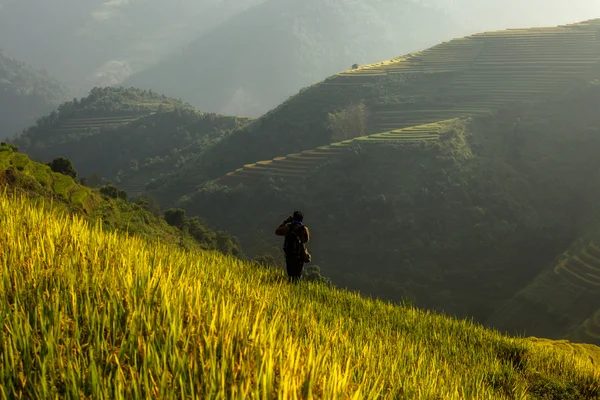 Campos de arroz en terrazas de Vietnam —  Fotos de Stock