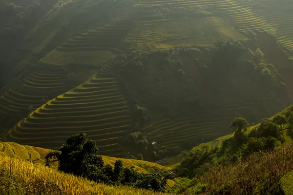 Rice fields on terraced of Vietnam — Stock Photo, Image