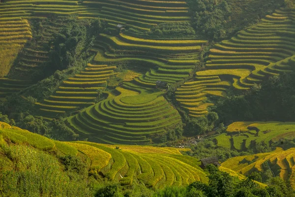 Campi di riso a terrazze del Vietnam — Foto Stock