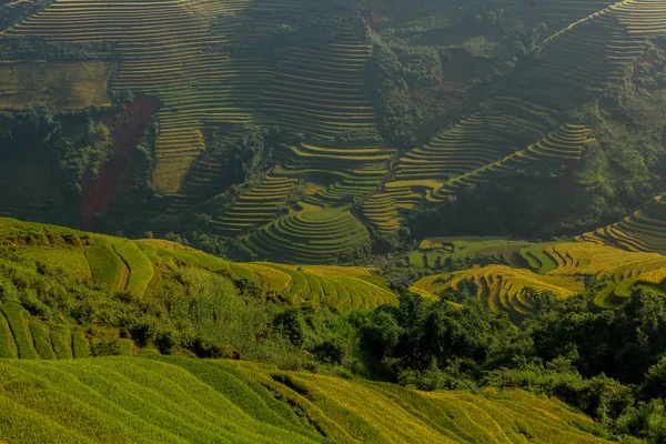 Vietnam'pirinç tarlaları teraslı