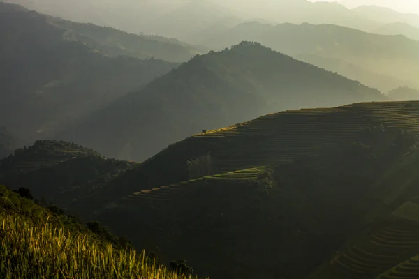 Vietnam'pirinç tarlaları teraslı — Stok fotoğraf