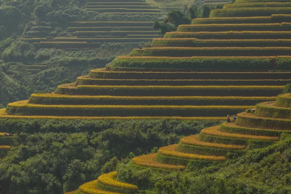 Risfälten på radhus i Vietnam — Stockfoto