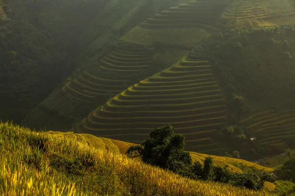 Vietnam'pirinç tarlaları teraslı