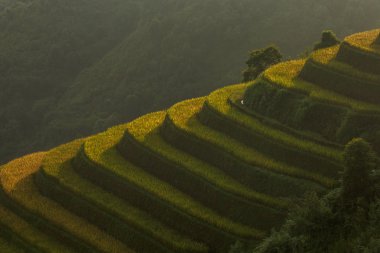 Pirinç tarlaları üzerinde Mu Cang Chai, Yenbai, Vietnam Teras. Kuzey Vietnam, hasat pirinç tarlaları hazırlamak