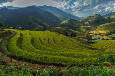 Pirinç tarlaları üzerinde Mu Cang Chai, Yenbai, Vietnam Teras. Kuzey Vietnam, hasat pirinç tarlaları hazırlamak