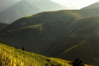Mu Cang Chai, Yenbai, Vietnam pirinç tarlaları teraslı