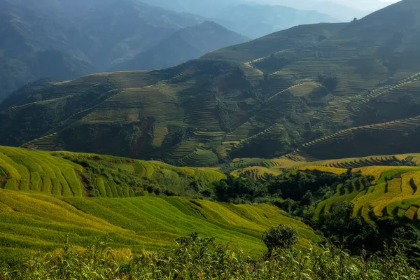 Vietnam'pirinç tarlaları teraslı
