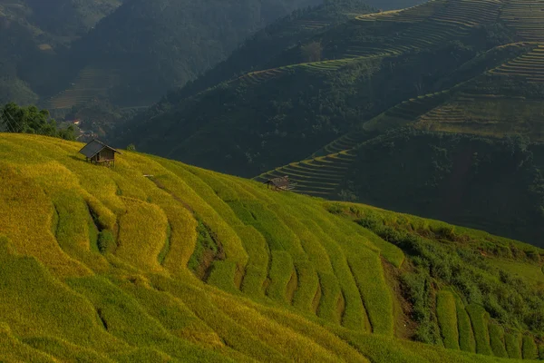 Vietnam'pirinç tarlaları teraslı