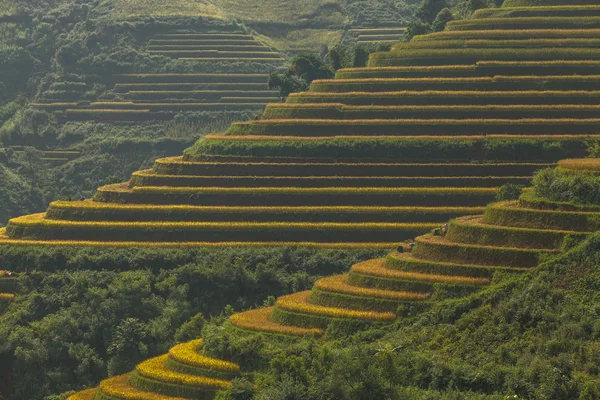 Vietnam'pirinç tarlaları teraslı