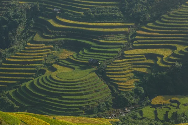 Campi di riso a terrazze del Vietnam — Foto Stock